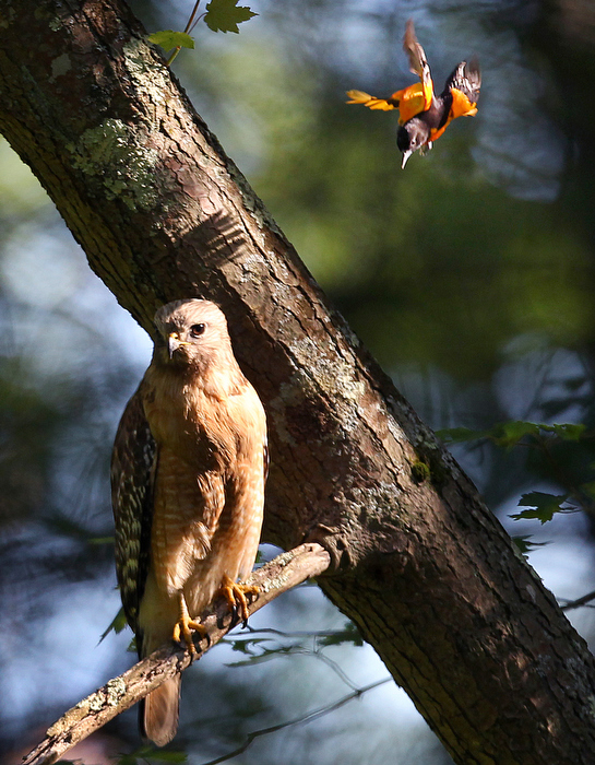 Pembroke06/19//2012 A hawk sits on a branch above a pond as an oriole swoops down as it tried to chase it away. There are several oriole nests with babies in the trees where the hawk is, and they prey on the young orioles.