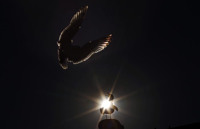 Gulls