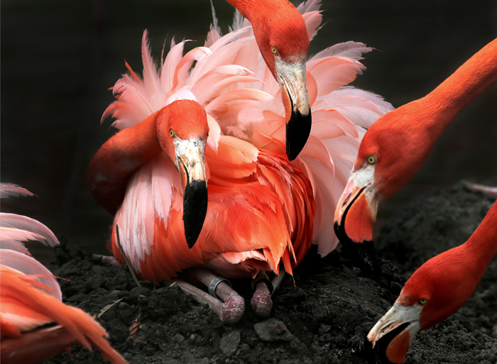 Caribbean Flamingo's at the Stoneham Zoo