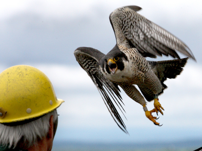 An angry peregrine falcon swopes over the head of Tom French as he returns her chicks to their rooftop box on the eighteen story Fox Hall at U-Mass Lowell in Lowell, Mass. June 2, 2015. The chicks had just been banded. French is an assistant director of Mass. Fish and Wildlife.