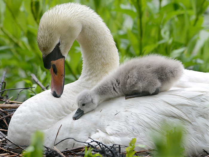 A three day-old cygnet rests its head on top of the mother swan in a nest on Gleason Pond in Framingham on June 2, 2015. Four baby swan eggs were still underneath the mother, waiting to hatch. Passersby and neighbors in that neighborhood had been following the construction of the nest and the growing swan family for weeks.
